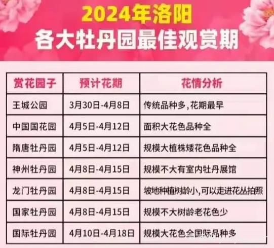 2024年洛陽牡丹絢爛綻放，誰與爭鋒？(圖1)