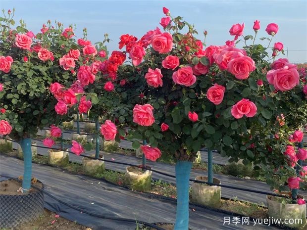 庭院一定要種植兩棵樹狀月季，花量大韻味十足(圖1)