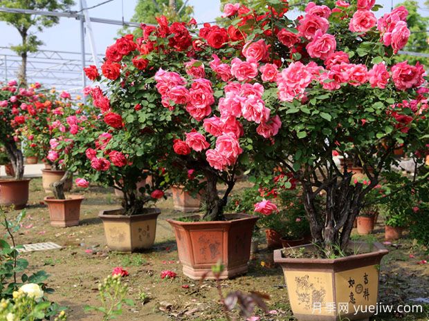 庭院一定要種植兩棵樹狀月季，花量大韻味十足(圖2)