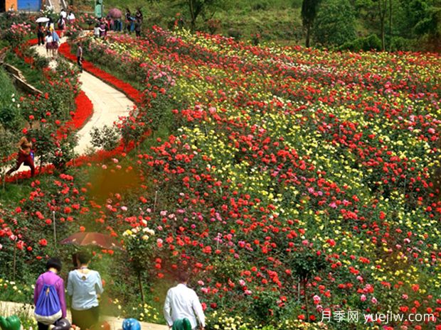 月季名園：達州成都山花纖谷玫瑰園(圖2)