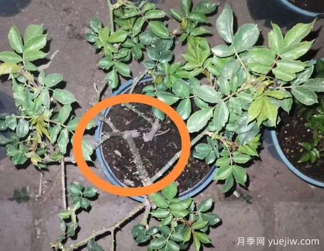 月季怎么抹芽？詳細(xì)教程來啦，照著做，爆花很簡單(圖2)