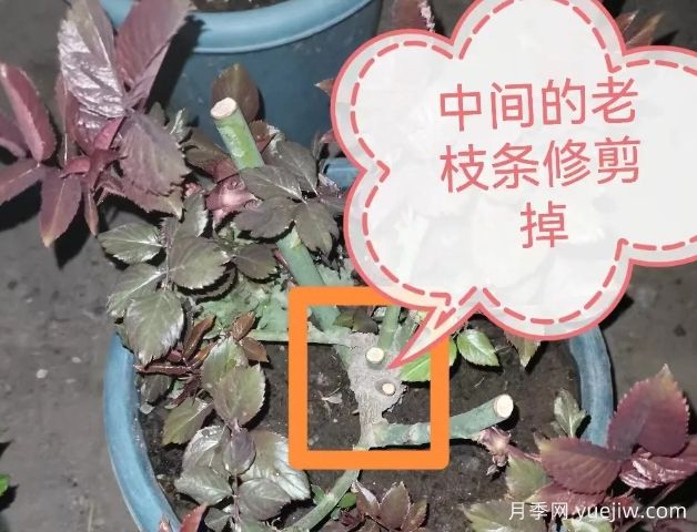 月季怎么抹芽？詳細(xì)教程來啦，照著做，爆花很簡單(圖1)