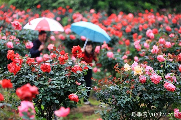 三明沙縣瑯口玫瑰花開惹人醉(圖1)