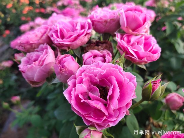 花友的種月季花記(圖1)