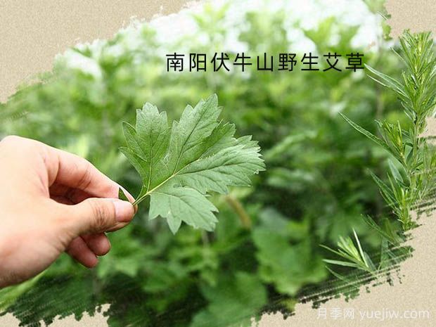 第七屆中國艾產(chǎn)業(yè)發(fā)展大會將于5月12日在南陽舉辦(圖1)