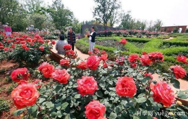 昆明大觀公園南園月季花進(jìn)入盛花期(圖1)