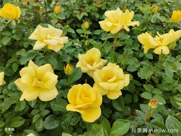 5個優(yōu)秀園林綠化豐花月季品種(圖3)