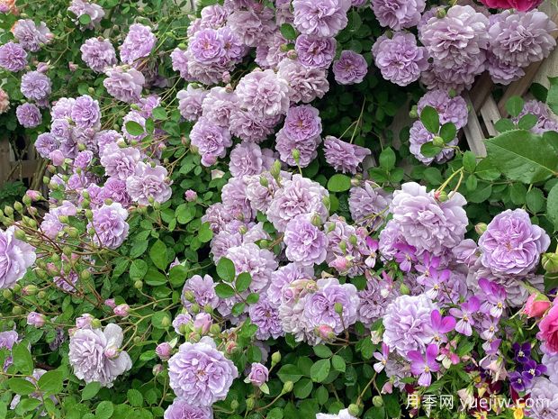 適合陽臺(tái)的藍(lán)色陰雨小型藤本月季，陽臺(tái)變花墻(圖2)