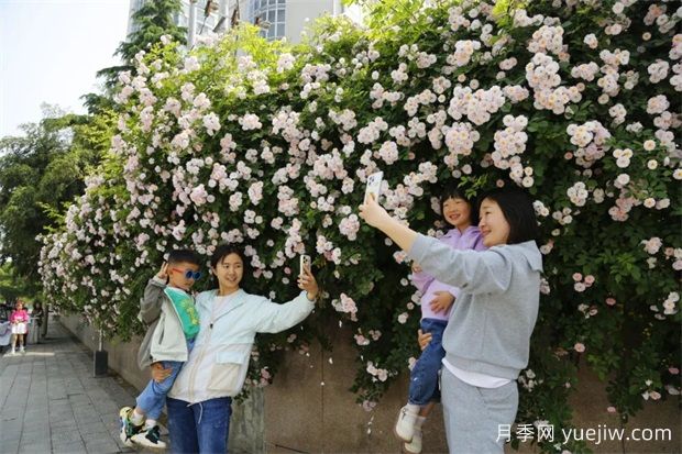 南陽薔薇花開的時節(jié)滿城春(圖1)