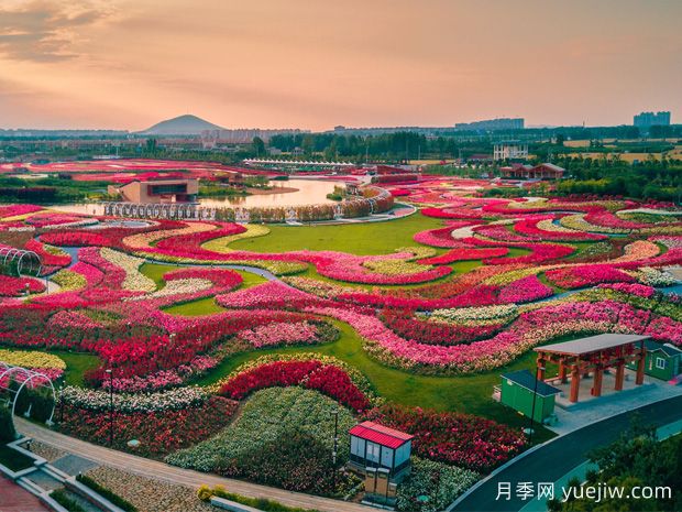 月季花已開！大美南陽(yáng)等你來(lái)！(圖2)