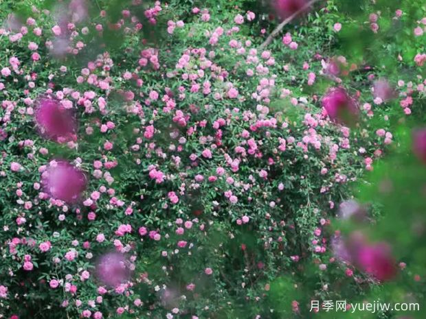 無錫的薔薇開好了，快來打卡！(圖1)