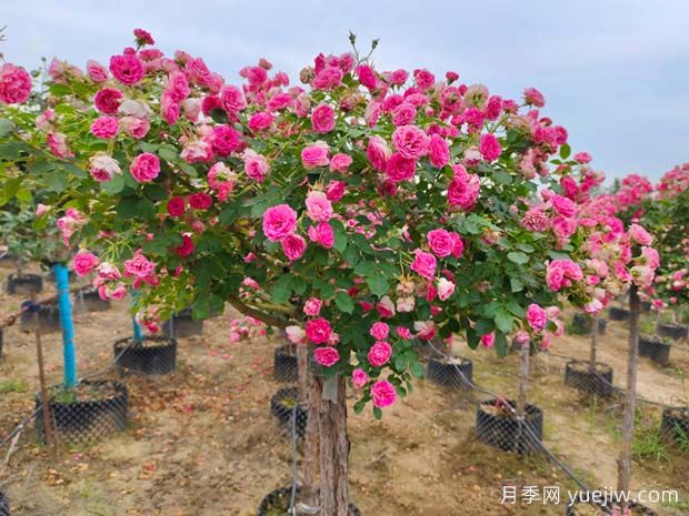 四季開花的胭脂扣月季，這些優(yōu)點非常出色(圖1)