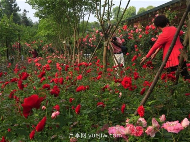 月季名園：郴州南嶺植物園月季園(圖2)