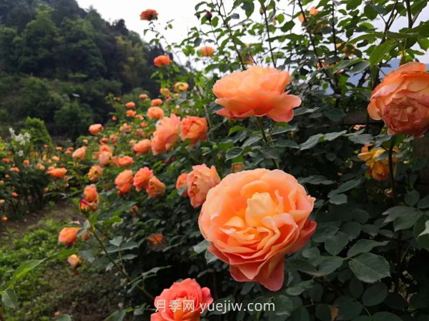 瀘州市古藺大寨花海迷宮進入盛花期，打卡高顏值(圖3)