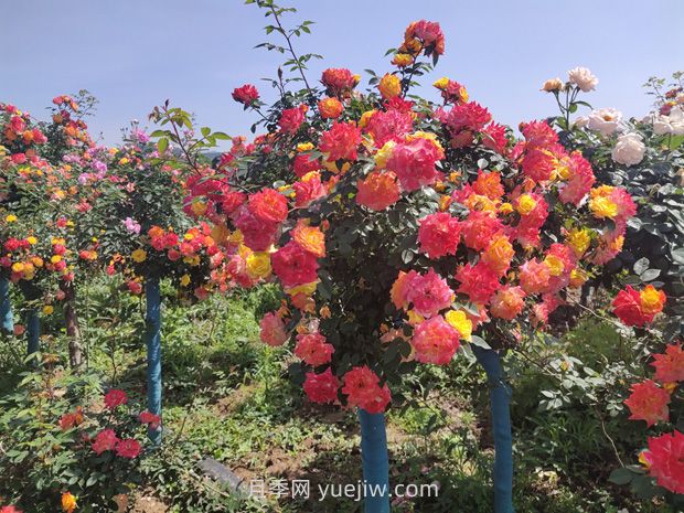 有院子的花友要養(yǎng)幾棵樹(shù)狀月季，花開(kāi)艷麗讓人羨慕(圖2)