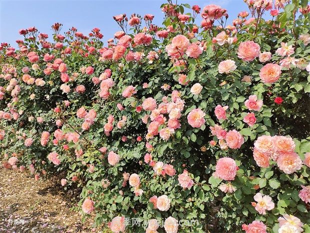 月季花園，美到讓人窒息！(圖2)