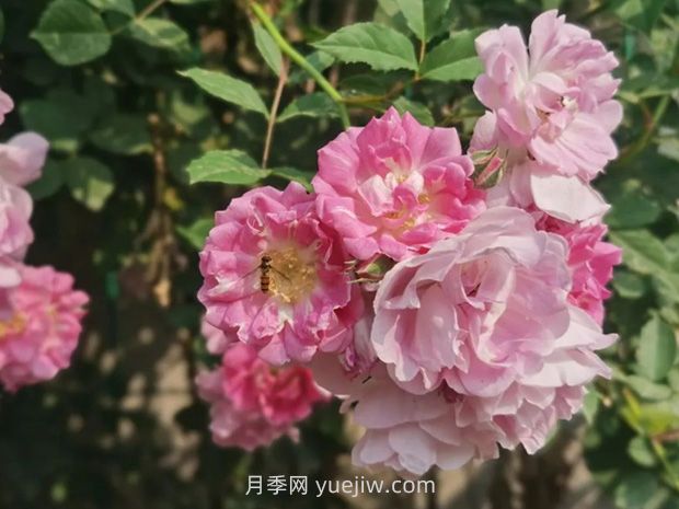 通俗版：薔薇、月季、玫瑰分辨指南(圖1)