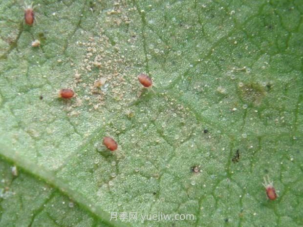 養(yǎng)月季消滅紅蜘蛛這么簡單，幾分鐘又快又輕松(圖1)