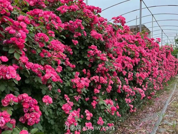 薔薇花的夢(mèng)幻旋律(圖1)