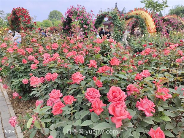 南陽：以月季花為媒 花樣經(jīng)濟(jì)促繁榮(圖1)