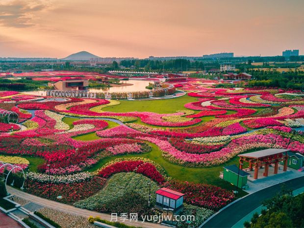 南陽(yáng)世界月季大觀園：游客盛贊月季 祝福南陽(yáng)(圖1)