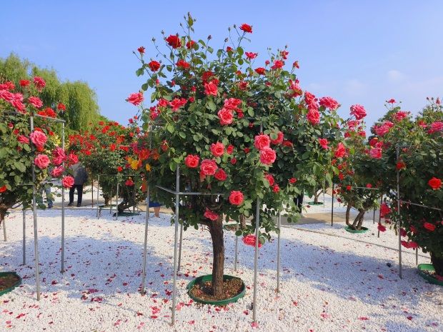 南陽中國月季園：五一賞花好去處 千畝月季花開正艷(圖2)