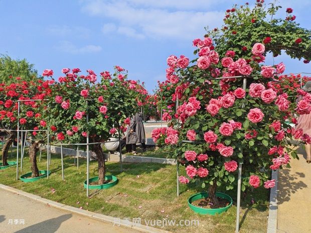 南陽中國月季園：五一賞花好去處 千畝月季花開正艷(圖1)