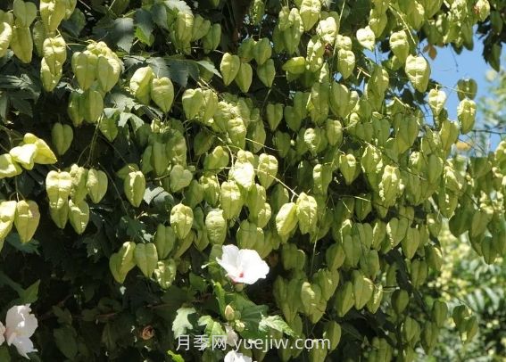 欒樹什么時(shí)候開花？(圖1)