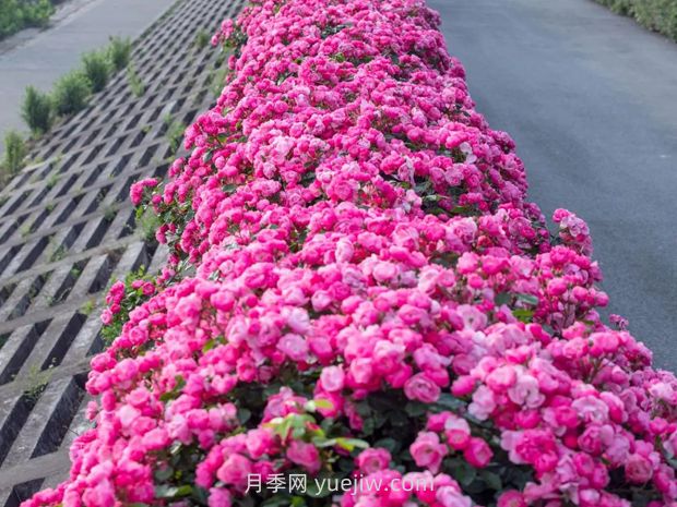 月季天花板，上海濱江森林公園浪漫的月季花墻盛開(圖2)