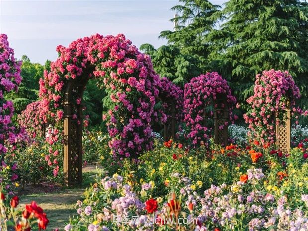 月季天花板，上海濱江森林公園浪漫的月季花墻盛開(圖1)