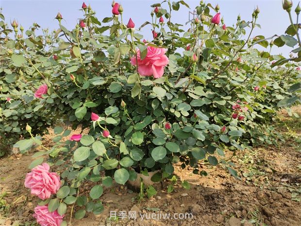 5月養(yǎng)月季如何做？虐一虐，花芽多開花早(圖1)