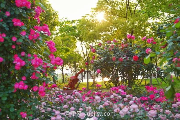 上海前灘休閑公園，月季花海盛景等你賞(圖1)