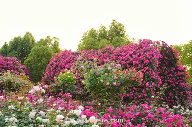 上海前灘休閑公園，月季花海盛景等你賞(圖3)