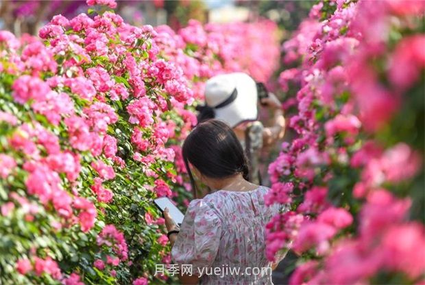 紅河彌勒月季花墻，安吉拉出彩綻放(圖2)