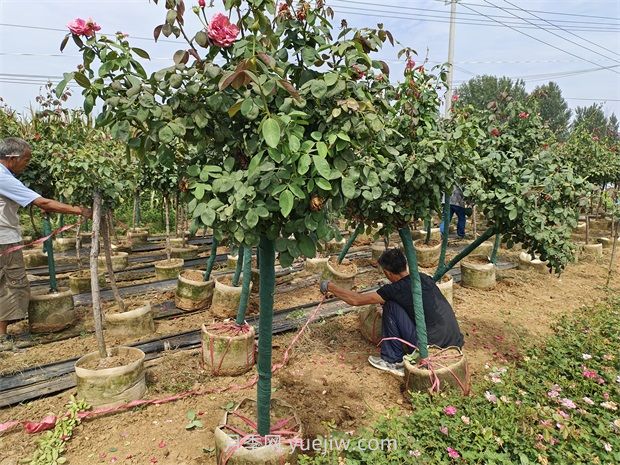 高溫季節(jié)如何提高樹木移植的成活率？(圖1)