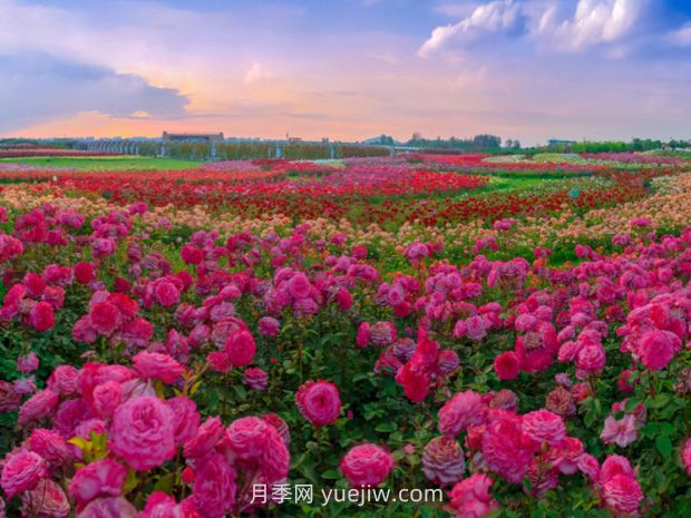 月季花：驚艷時(shí)光的花中皇后(圖2)