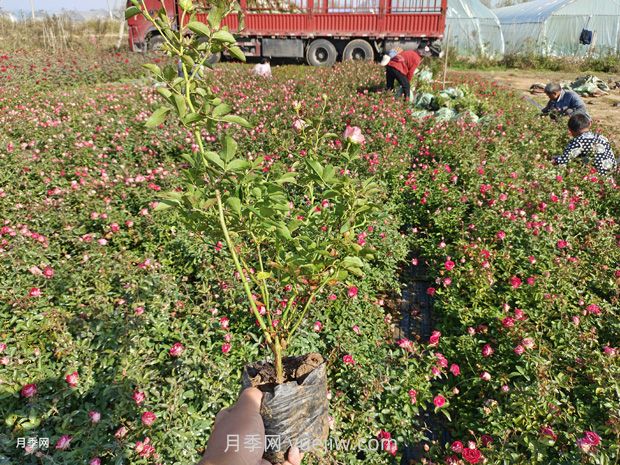 苗木反季節(jié)栽植技術(shù)要點(圖1)