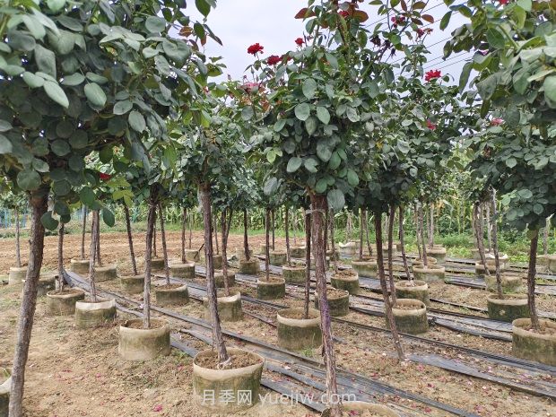 氣溫逐漸上升，春植苗木新芽開始干枯回芽怎么辦？(圖1)