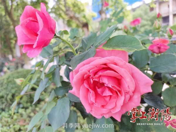 衡陽環(huán)江月季花廊喜綻春色(圖1)