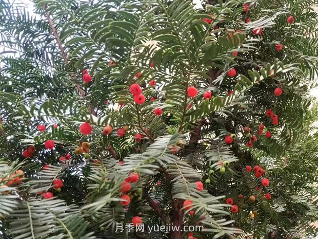 紅豆杉如何養(yǎng)護(hù)(圖1)