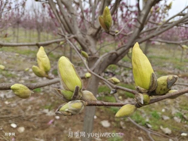 南召黃玉蘭怎么修剪(圖1)