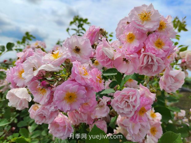 薔薇幾月份開花？(圖1)