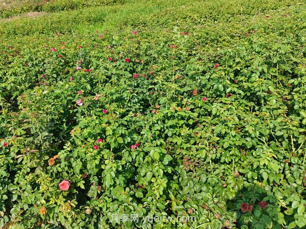 薔薇幾月份開花？(圖2)