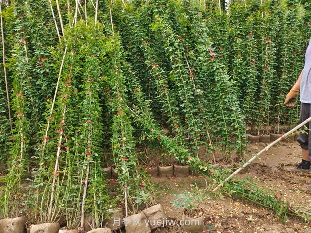 薔薇花怎樣種植？(圖1)