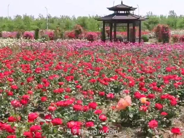 鹽城射陽縣鶴鄉(xiāng)菊海8萬株月季花盛放，打卡圣地(圖2)