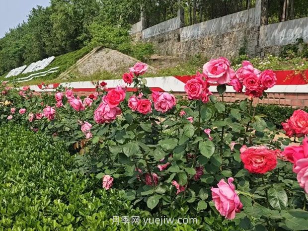 1.5萬株大花月季盛開，煙臺(tái)鮮花大道浪漫上線(圖2)