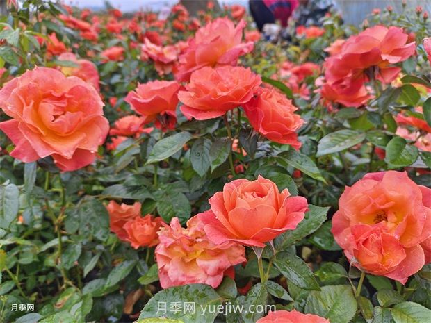 紅從容月季，花型美抗性佳，花色漸變美化花壇(圖1)