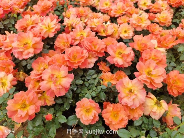 紅從容月季，花型美抗性佳，花色漸變美化花壇(圖2)