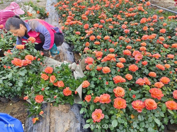 紅從容月季，花型美抗性佳，花色漸變美化花壇(圖3)