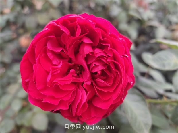 送月季花(切花玫瑰)幾朵各代表什么意思？(圖1)